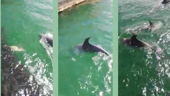 Alcuni frame del video dei delfini a caccia nel porto.