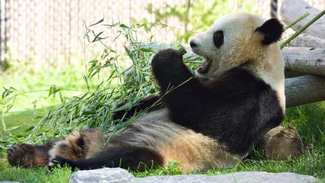 I panda Er Shun e Da Mao saranno riportati in Cina.
