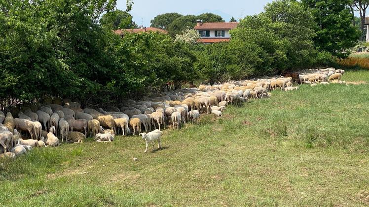 Sono mille le pecore che pascoleranno all'interno del Parco della Pace. FOTO NEGRIN