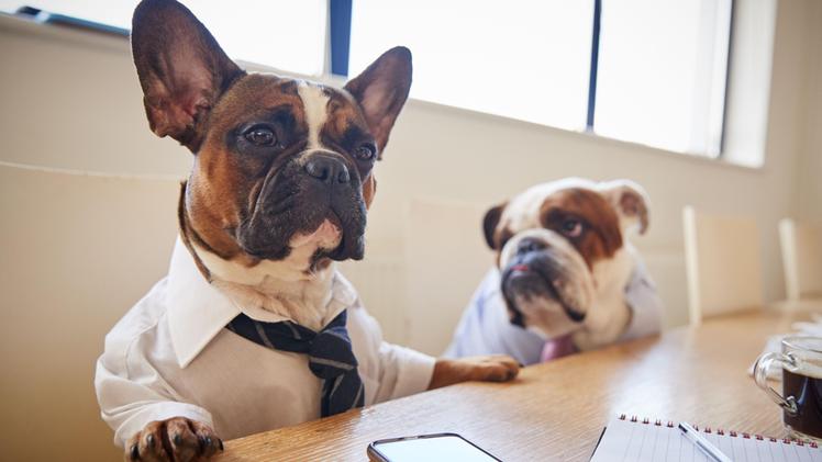 Cani in un ufficio