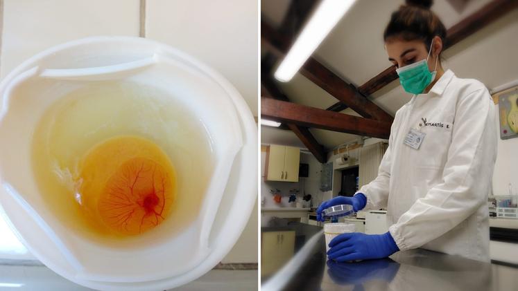 L'uovo trasparente e una giovanissima "scienziata" all'opera nel laboratorio