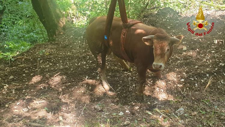Il toro caduto nel dirupo e salvato dai vigili del fuoco