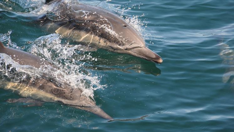 L'Italia candidata ad ospitare un centro di recupero per delfini