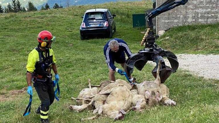 Il recupero delle carcasse delle 45 pecore finite nel dirupo