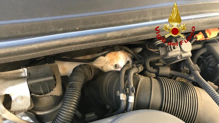Il micio incastrato nel motore dell'auto a Lonigo