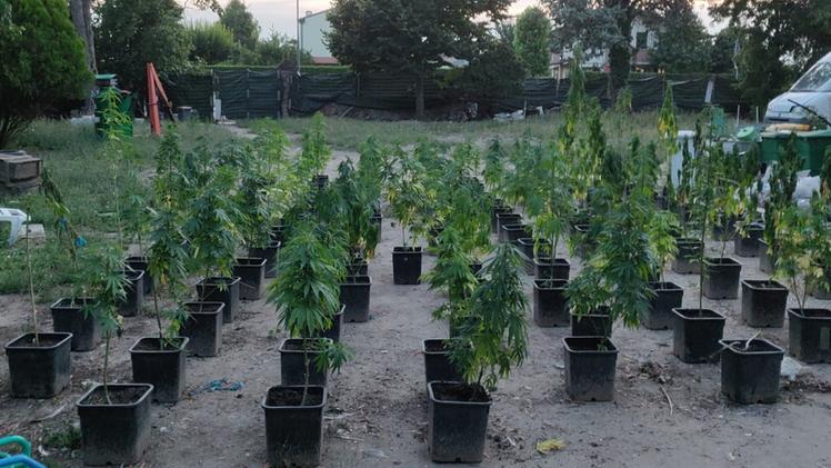 Le piante di marijuana sequestrate dalla Guardia di finanza