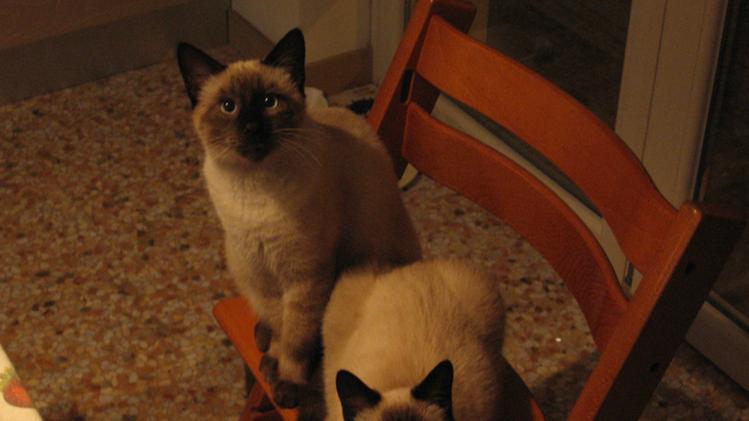 I due gattini simil-siamesi spariti a Piovene
