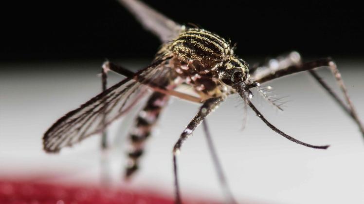 Febbre dengue nel Vicentino