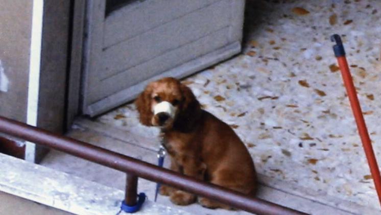 Un cane legato su un terrazzo con la bocca chiusa con un cerotto