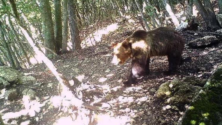 L'orso M49 immortalato da una foto trappola durante la sua fuga. ANSA/US PROVINCIA AUTONOMA DI TRENTO