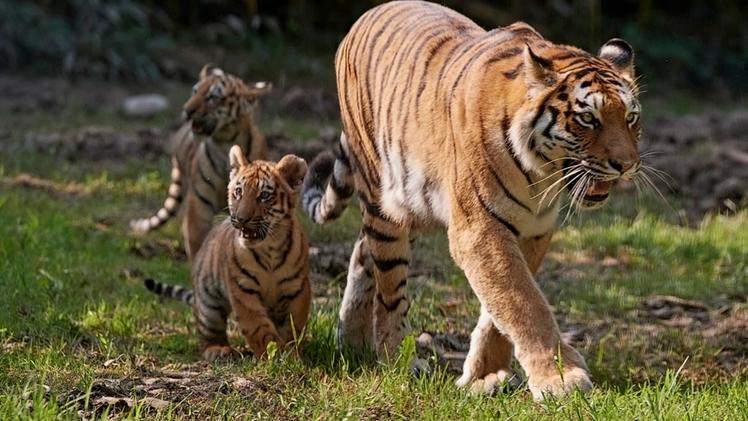 Due dei 3 tigrotti siberiani nati a Parco Natura Viva.