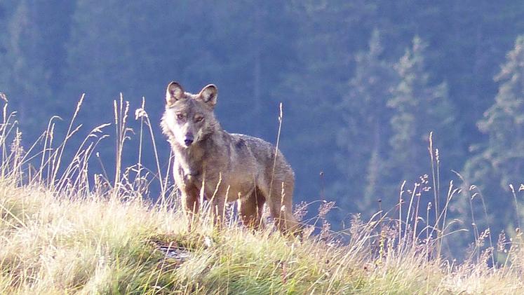 I lupi dell'Altopiano colpiscono sempre più vicino ai centri abitati