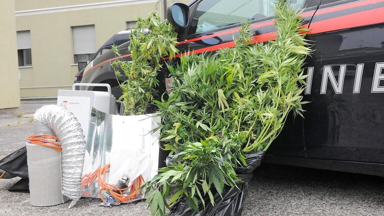 In casa del giovane i carabinieri hanno sequestrato tre piante di marijuana. ARCHIVIO