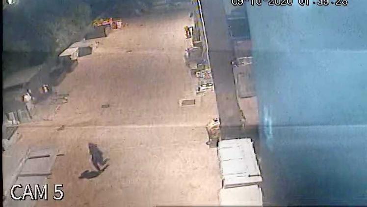 Il frame del video del furto con il ladro in fuga