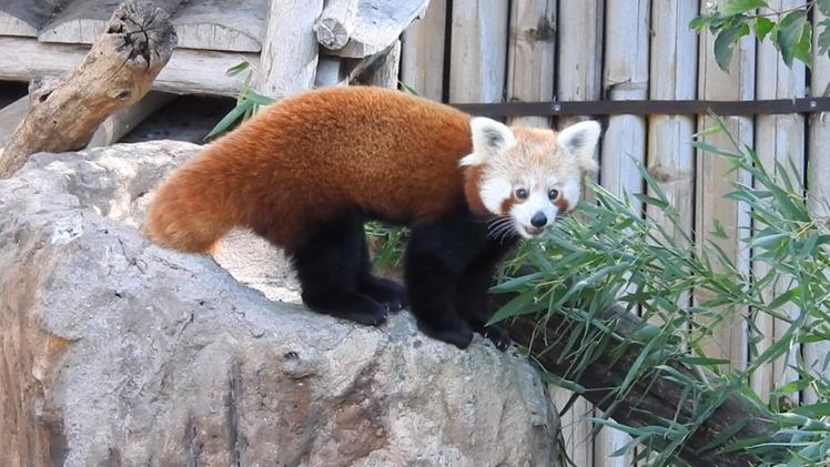 La femmina di panda rosso Tango, arrivata al parco nel Veronese.