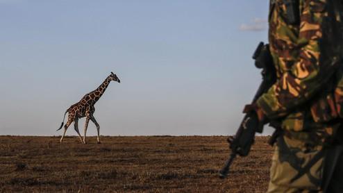 Un ranger controlla una giraffa in Kenya (Foto Ansa)