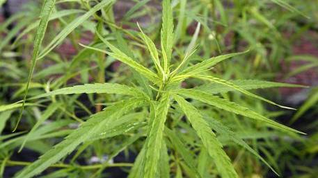 Dodici piante di cannabis coltivate in appartamento (Foto Archivio)