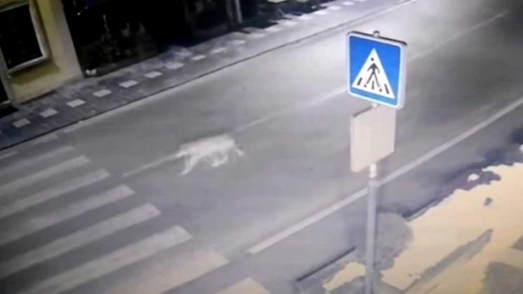 Il lupo in centro a Gallio ripreso dalle videocamere comunali
