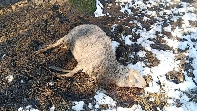 Una delle pecore uccise dal lupo a Bastia Alta (Foto Fadda)