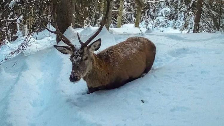 Animali selvatici stremati da un mese di neve e ghiaccio (Foto Claudio Ghizzo)