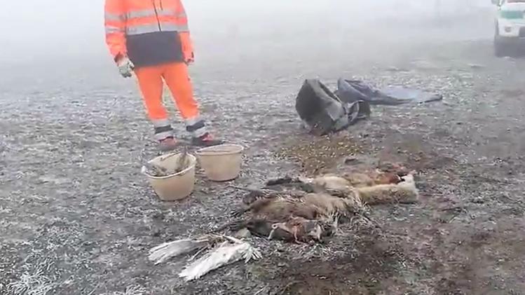 Animali morti avvelenati a Gazzo Veronese (Diennefoto)