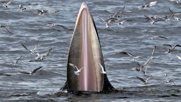 A Savona primo corso italiano per "avvistatori di balene"