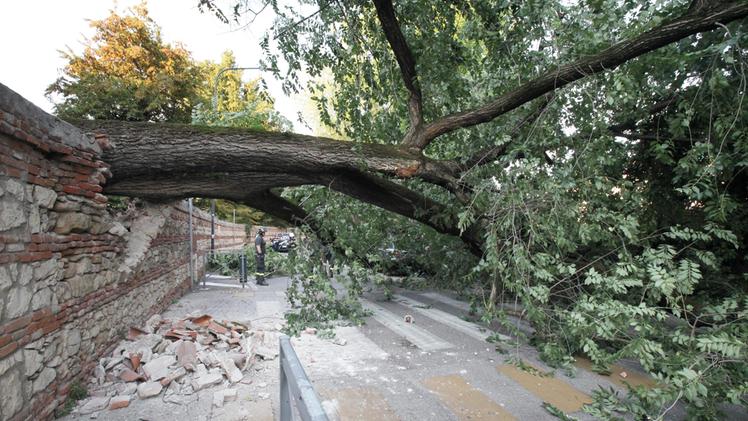 L’albero che è precipitato su viale Rumor dopo essersi sradicato da parco Querini: l’episodio è avvenuto il 21 agosto