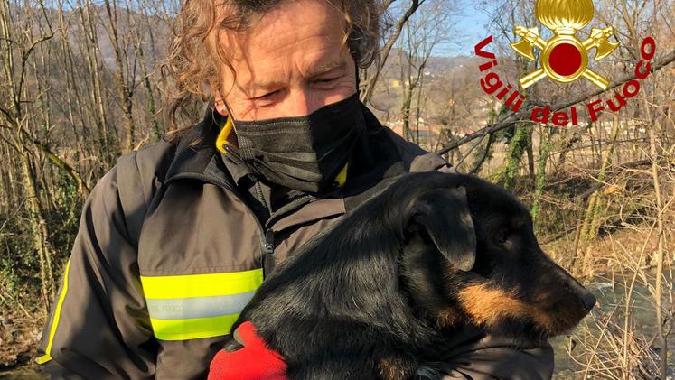 Il cane Rocky in braccio ad un vigile del fuoco dopo il salvataggio