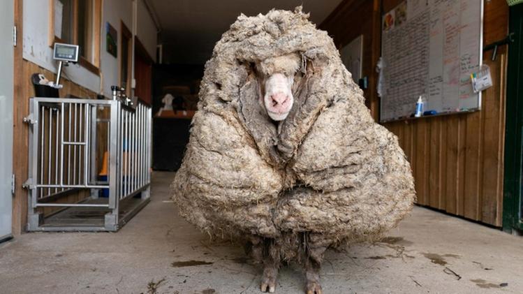 Baarack, la pecora trovata in Australia prima della tosatura