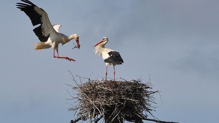 Il nido delle cicogne bianche a Cartigliano