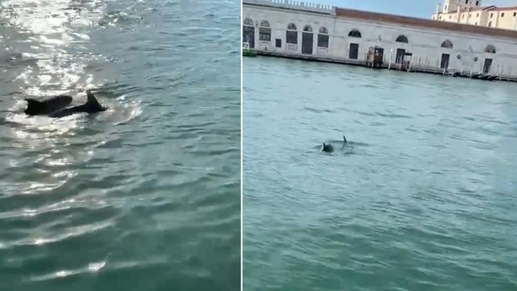I delfini immortalati in Canal Grande a Venezia