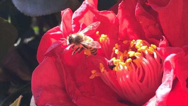 La foto di mody_mari che ha immortalato un’ape posata su un fiore