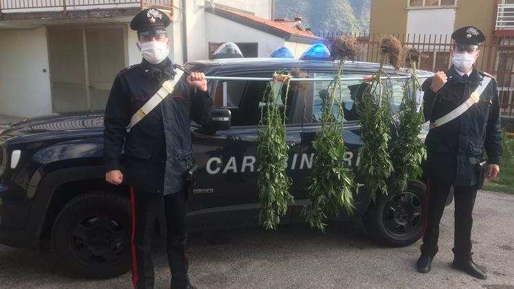 Le piante di cannabis sequestrate dai carabinieri di Piovene Rocchette