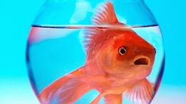 Il pesce rosso simbolo della serie tv e del film "Boris"