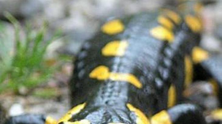 Un esemplare di salamandra