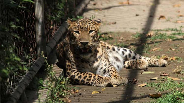 Due dei leopardi sono stati catturati ma uno rimane in libertà (Foto Mayank Makhija / NurPhoto)