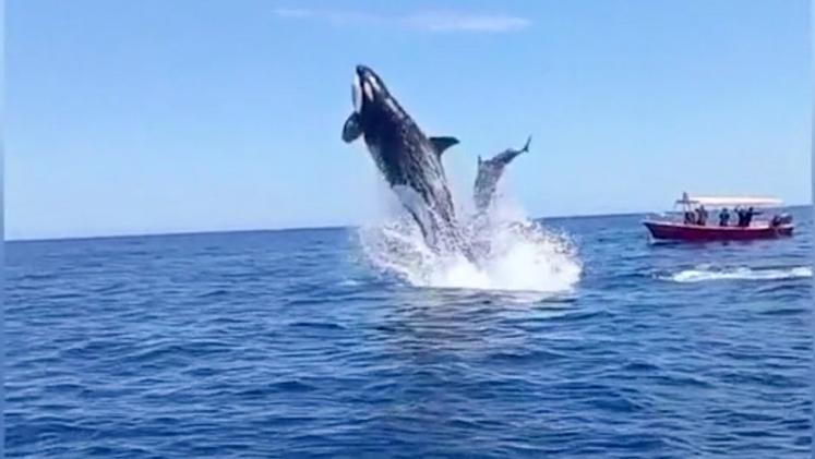 Un fermo immagine del video del salto dell'orca