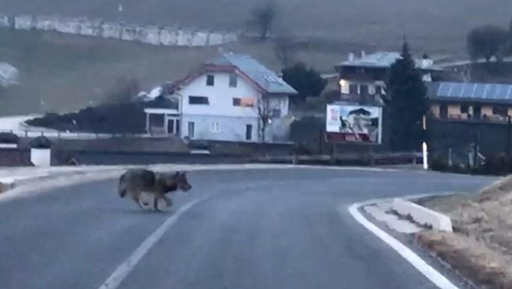 Un lupo sulla strada tra Asiago e Roana in una foto d'archivio