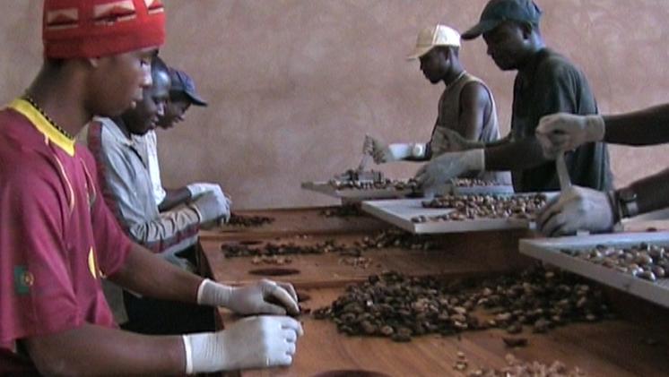 In Guinea Bissau avviata la produzione di “cajou” ARCHIVIO