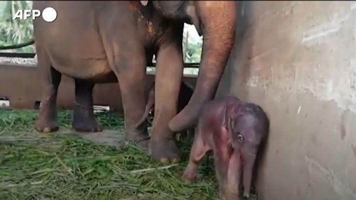 Un frame del video della mamma elefante con i due cuccioli gemelli (Video Ansa)