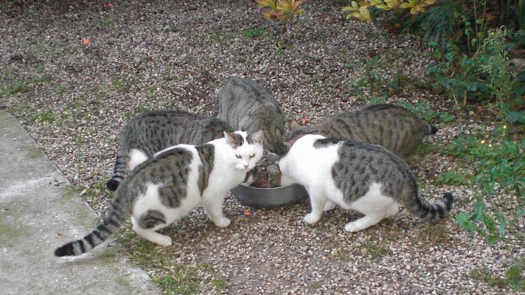 I due gatti uccisi appartenevano a una colonia felina di Montecchio Precalcino (Foto d'archivio)