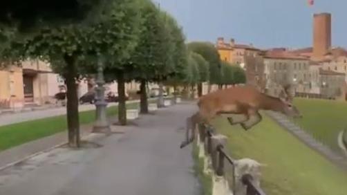 Un frame del video che riprende il cervo in centro a Bassano
