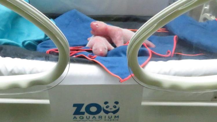 I due gemellini di Panda nati allo zoo di Madrid. I cuccioli di questa specie nascono con la pelle rosa (Foto Zoo Aquarium de Madrid)