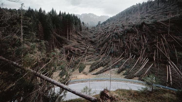 Migliaia di alberi divelti dalla tempesta Vaia sull'Altopiano di Asiago (FOTO DI MARCO PETTENUZZO)