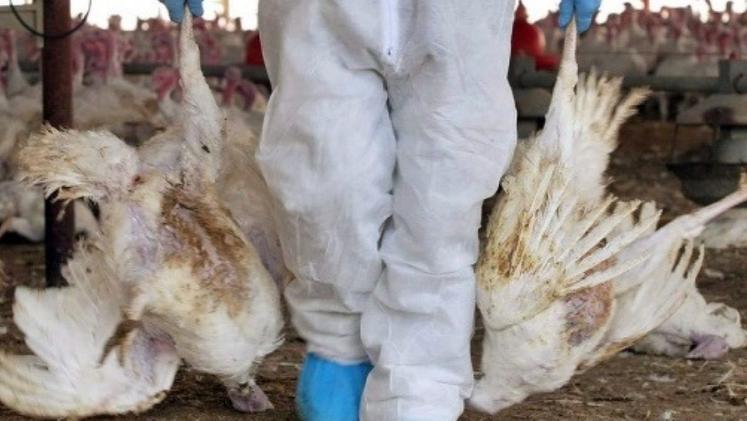 Influenza aviaria: l’epizoozia scatenatasi nel Veronese ha ora raggiunto anche il Basso Vicentino