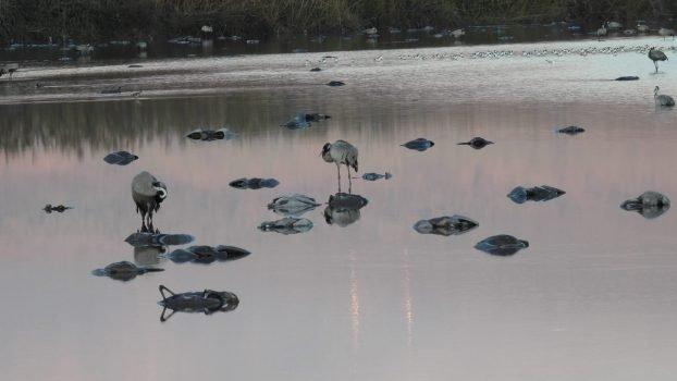 Contate 5.000 gru morte nella riserva del lago Hula, nel nord di Israele, a causa di un'epidemia di influenza aviaria