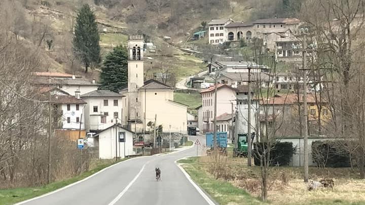 Un lupo fotografato a Castana, praticamente nel centro della frazione e in mezzo alla strada