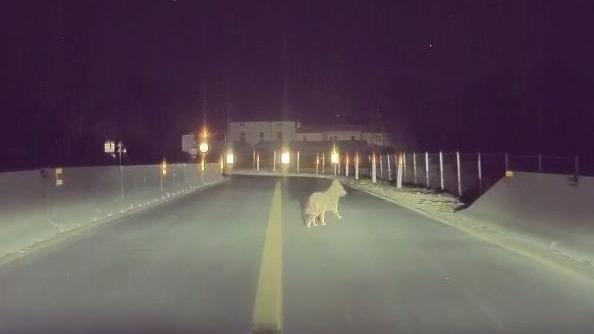Una immagine del video che immortala il lupo