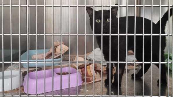 Il gatto Artem, risultato positivo al Covid, è in cura negli ambulatori veterinari del Veneziano