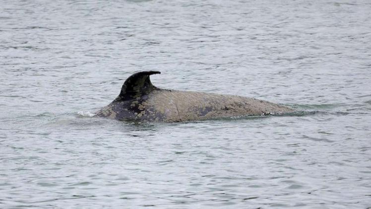 L'Orca ritrovata morta nella Senna (Foto Le Monde)